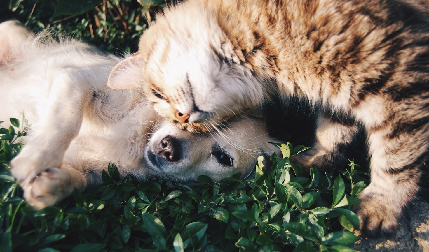 Consejos esenciales para la salud felina