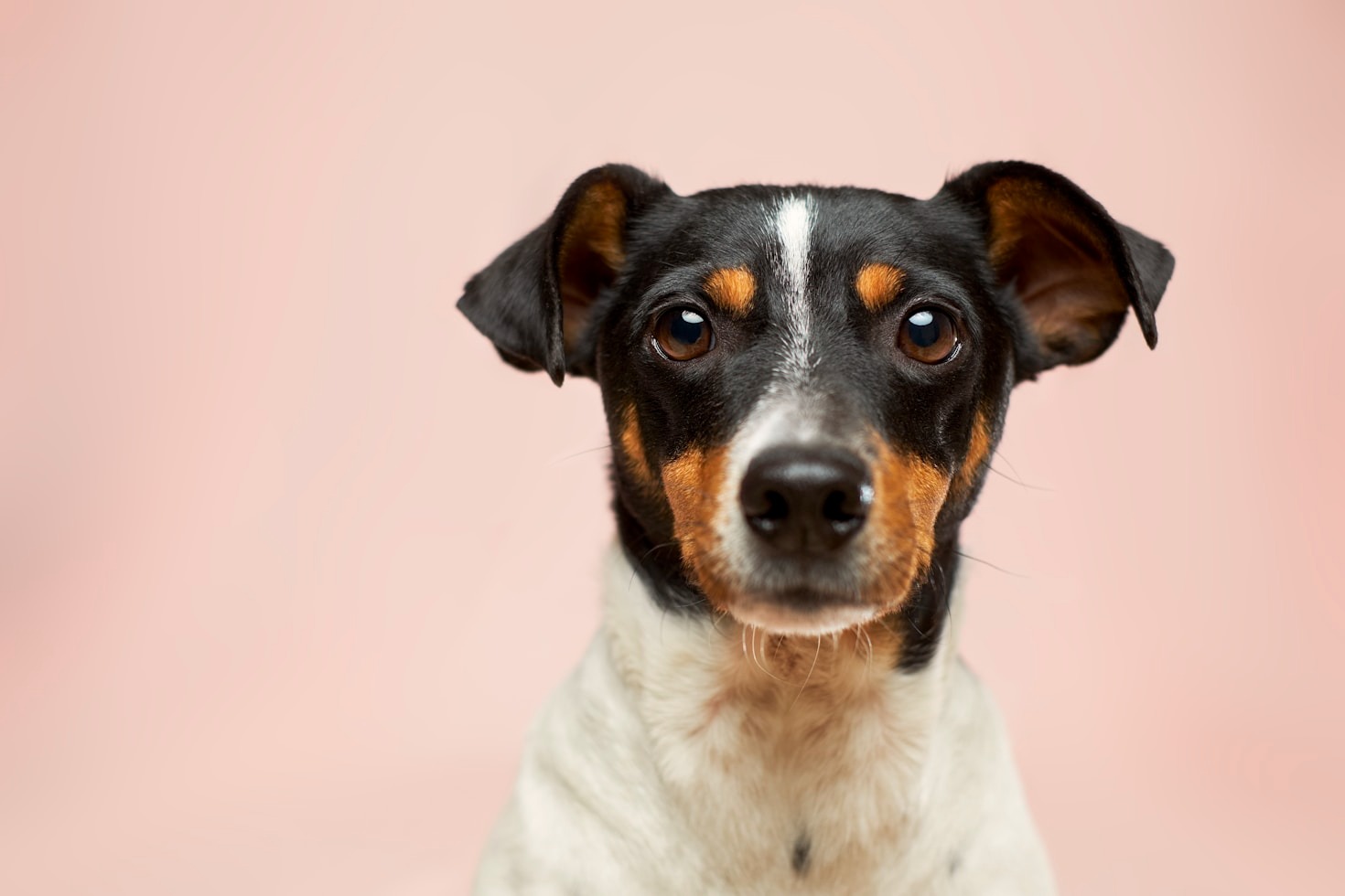 Qué hacer ante una urgencia veterinaria
