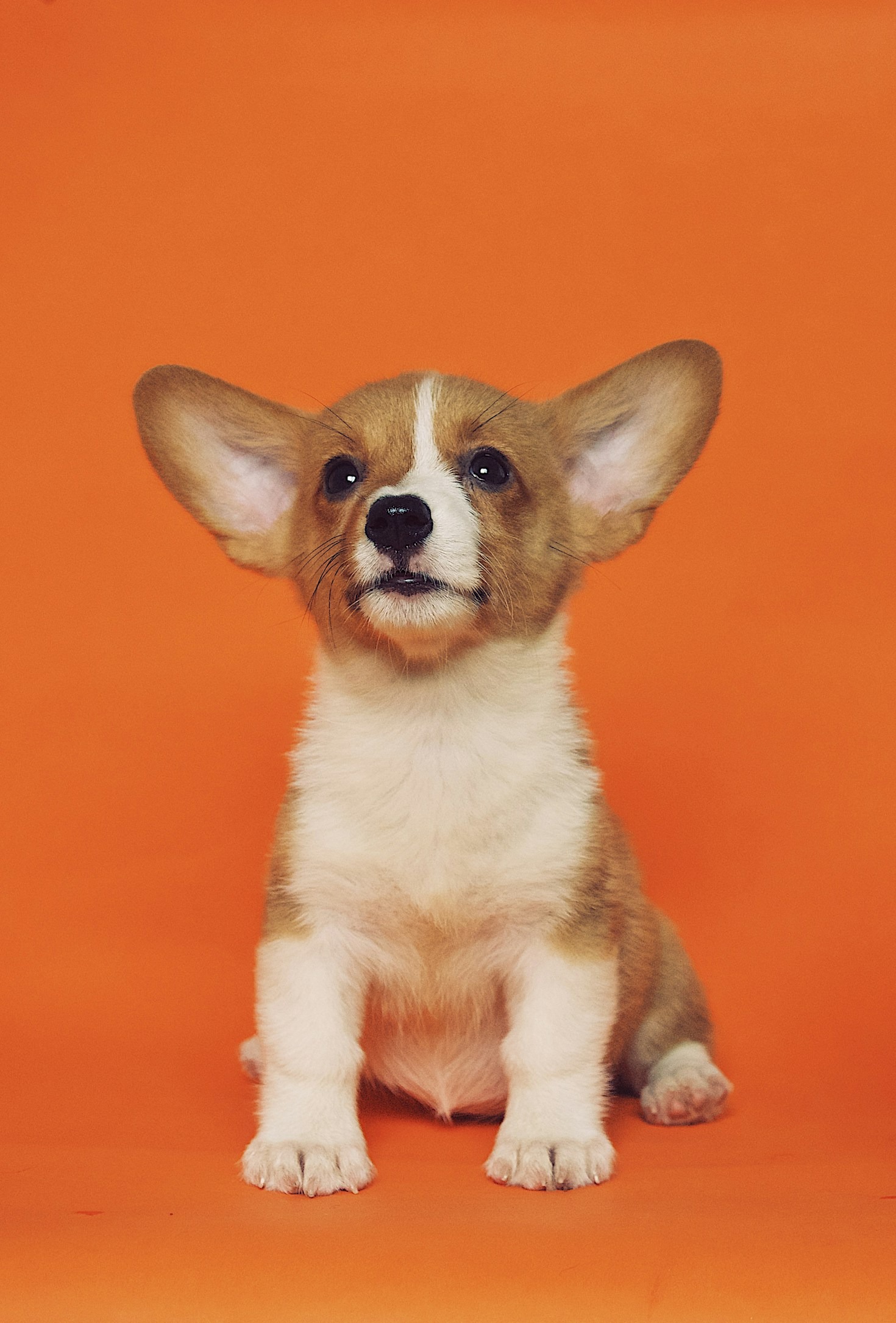 ¿Merece la Pena un Seguro para Mascotas? Ventajas, Cuándo Sí y Cuándo No