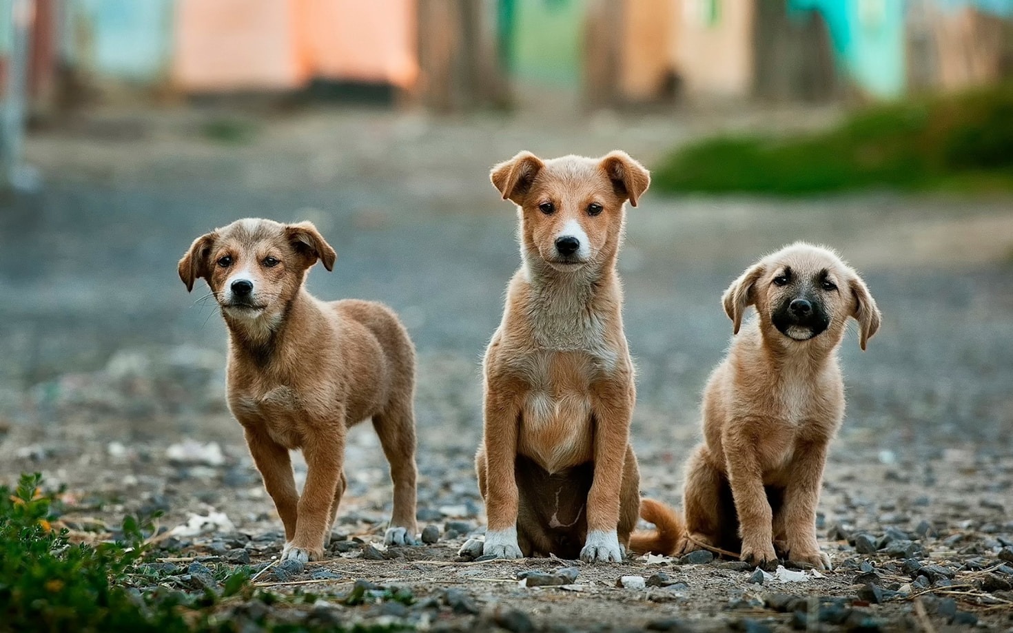 Cómo mantener a tu mascota activa