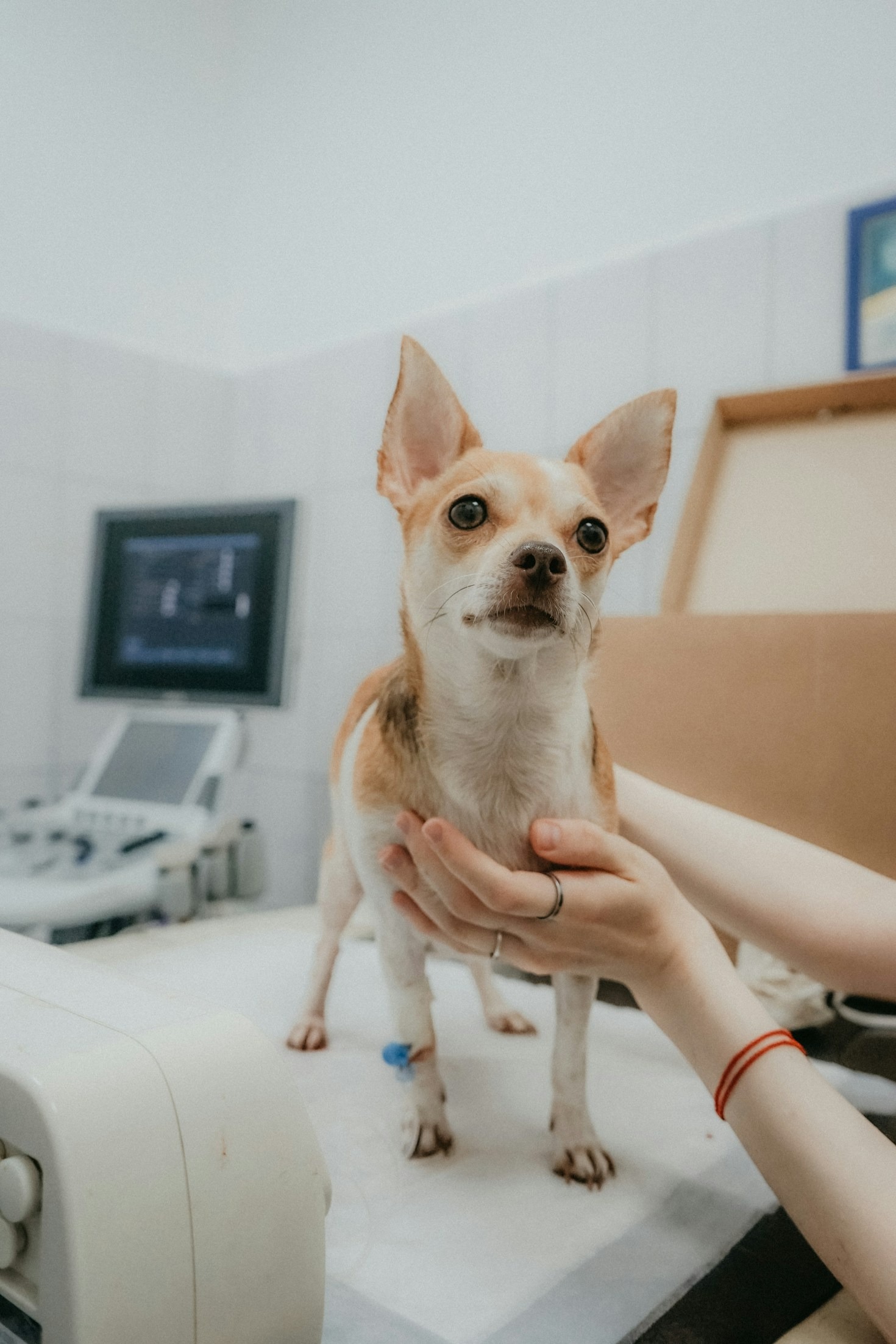 Guía básica para dueños de mascotas